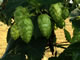 hops